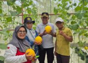 KWT Tenggarong Panen Perdana Melon Kuning, Bukti Kemandirian Pangan Mulai Tumbuh